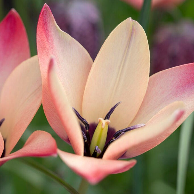 Annika Tulip|Annika Lady Tulip, Tulipa clusiana 'Annika'
