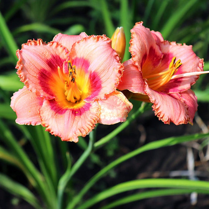 Strawberry Candy Reblooming Daylily