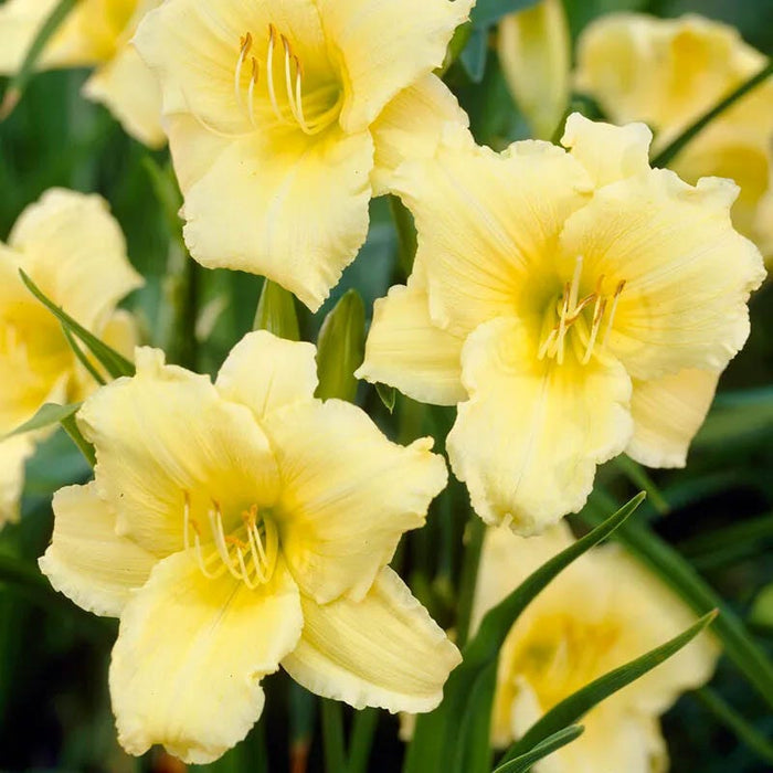 Stella Supreme Reblooming Daylily