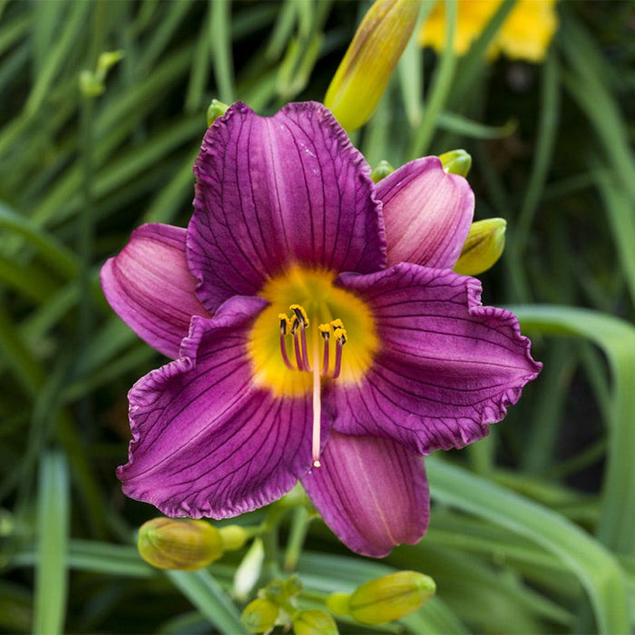 Purple D'Oro Reblooming Daylily|Purple Re-Blooming Daylily Purple D'Oro, close up of deep purple petals