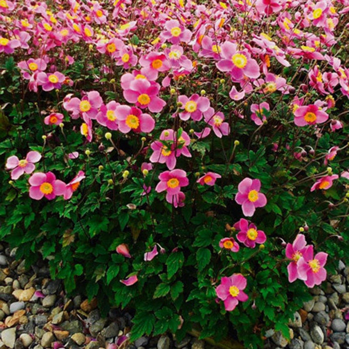 Lucky Charm Japanese Anemone|Pink Anemone Lucky Charm