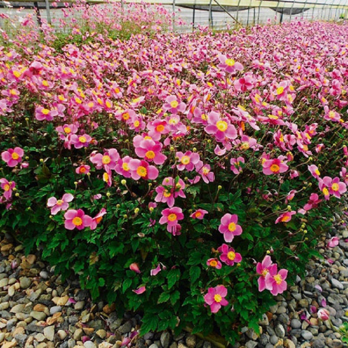 Lucky Charm Japanese Anemone|Anemone Lucky Charm, Japanese Anemone, Anemone hybrida