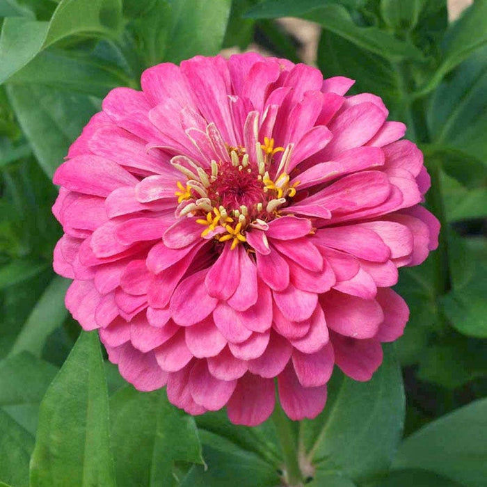 Luminosa Zinnia Seeds