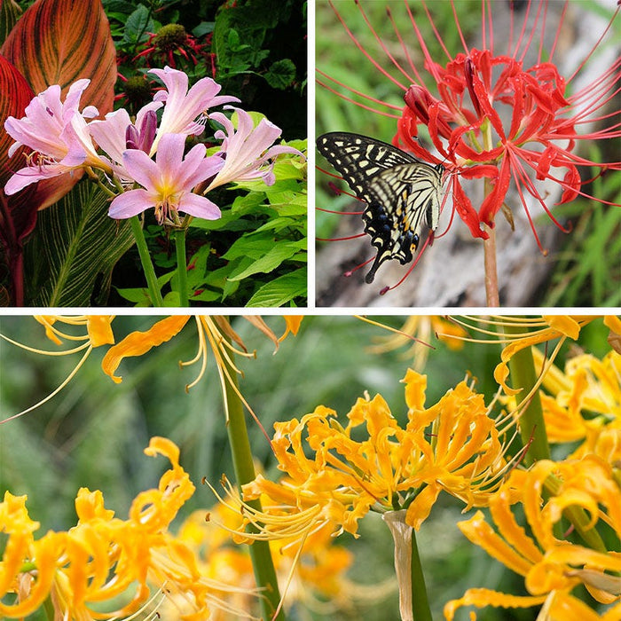 Magic Spider Lily Bulb Collection|Magic Spider Lily Bulb Collection