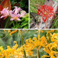Magic Spider Lily Bulb Collection|Magic Spider Lily Bulb Collection