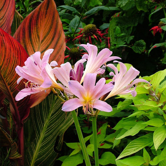 Magic Spider Lily Bulb Collection|Pink Surprise Lily