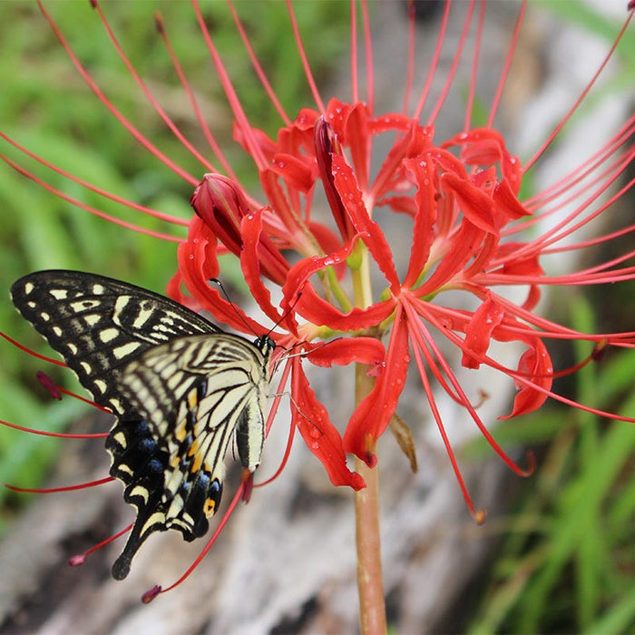 Magic Spider Lily Bulb Collection|Red Spider Lily