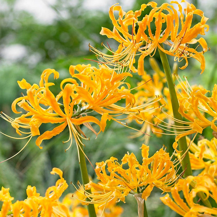 Magic Spider Lily Bulb Collection|Yellow Spider Lily