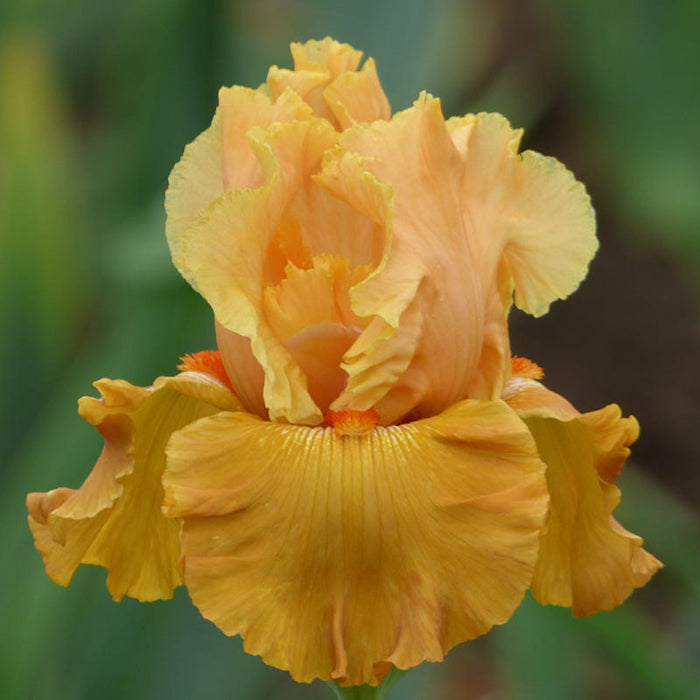 Mai Tai Join You Bearded Iris|Mai Tai Join You Bearded Iris