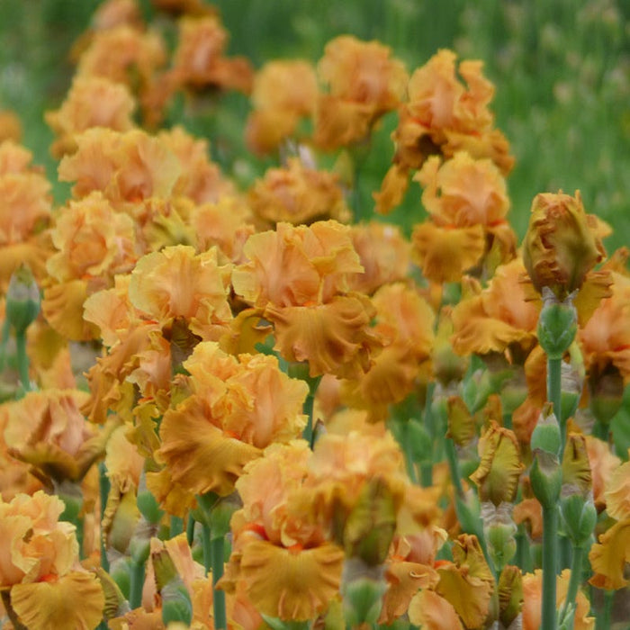 Mai Tai Join You Bearded Iris|Mai Tai Join You Bearded Iris
