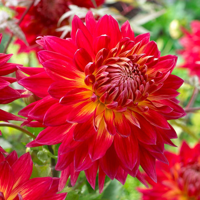 Manhattan Island Dinner Plate Dahlia|Manhattan Island Dinner Plate Dahlia, Dinner Plate Dahlia Manhattan Island