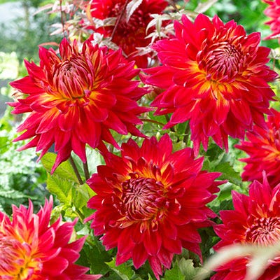 Manhattan Island Dinner Plate Dahlia|Manhattan Island Dinner Plate Dahlia, Dinner Plate Dahlia Manhattan Island