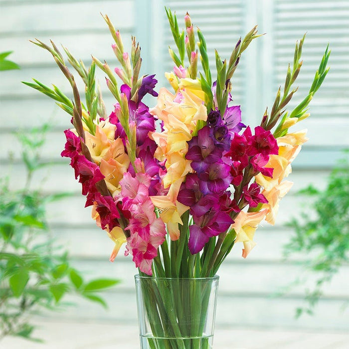 Mardi Gras Gladiolus Mix|Mardi Gras Gladiolus Mix, Gladiolus Mardi Gras Mix Cut Flowers in a vase