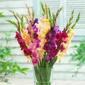 Mardi Gras Gladiolus Mix|Mardi Gras Gladiolus Mix, Gladiolus Mardi Gras Mix Cut Flowers in a vase