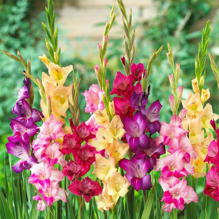 Mardi Gras Gladiolus Mix|Mardi Gras Gladiolus Mix, Gladiolus Mardi Gras Mix blooming in the garden