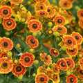 Mariachi™ Fuego Helenium|Mariachi™ Fuego Helenium, Photo Courtesy of Mt. Cuba Center
