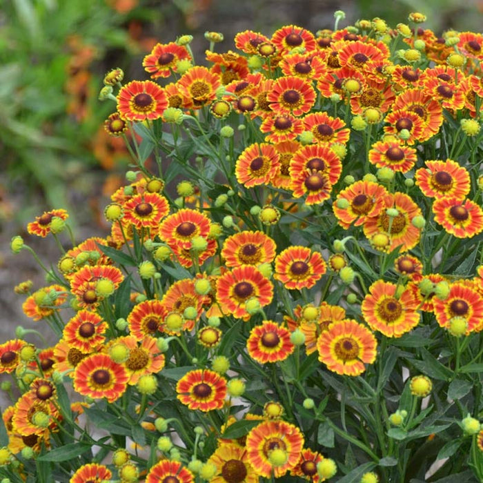 Mariachi™ Fuego Helenium|Mariachi™ Fuego Helenium, Photo Courtesy of Mt. Cuba Center