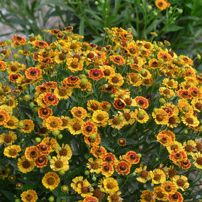 Mariachi™ Fuego Helenium|Mariachi™ Fuego Helenium, Photo Courtesy of Mt. Cuba Center