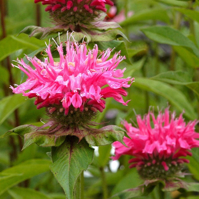 Marshall's Delight Bee Balm|Bee Balm Marshall's Delight, Monarda