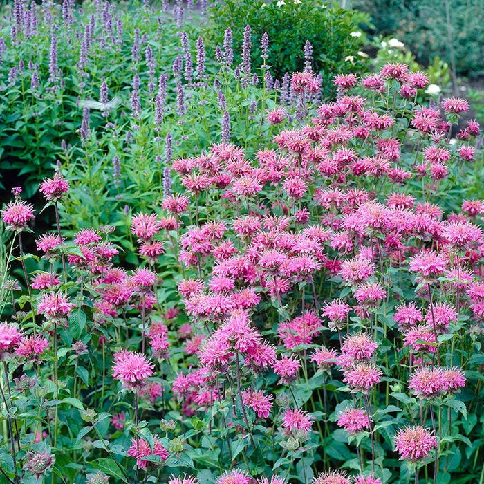 Marshall's Delight Bee Balm|Bee Balm Marshall's Delight, Monarda