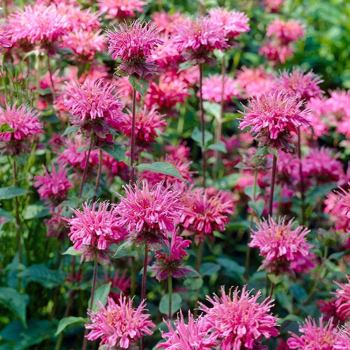 Marshall's Delight Bee Balm|Bee Balm Marshall's Delight, Monarda