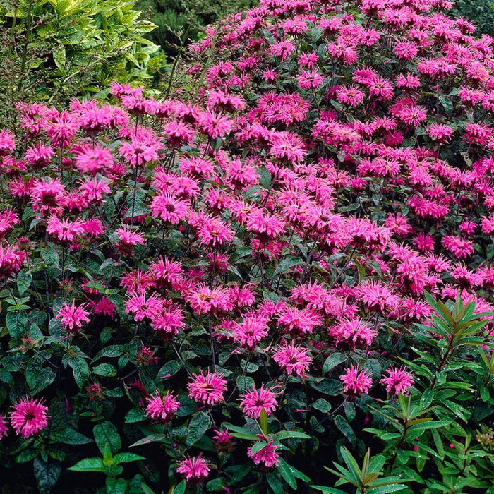Marshall's Delight Bee Balm|Bee Balm Marshall's Delight, Monarda