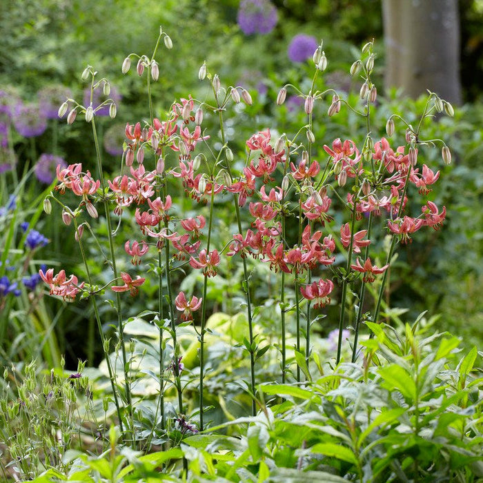 Martagon Mania Bulb Collection|Manitoba Morning Martagon Lily