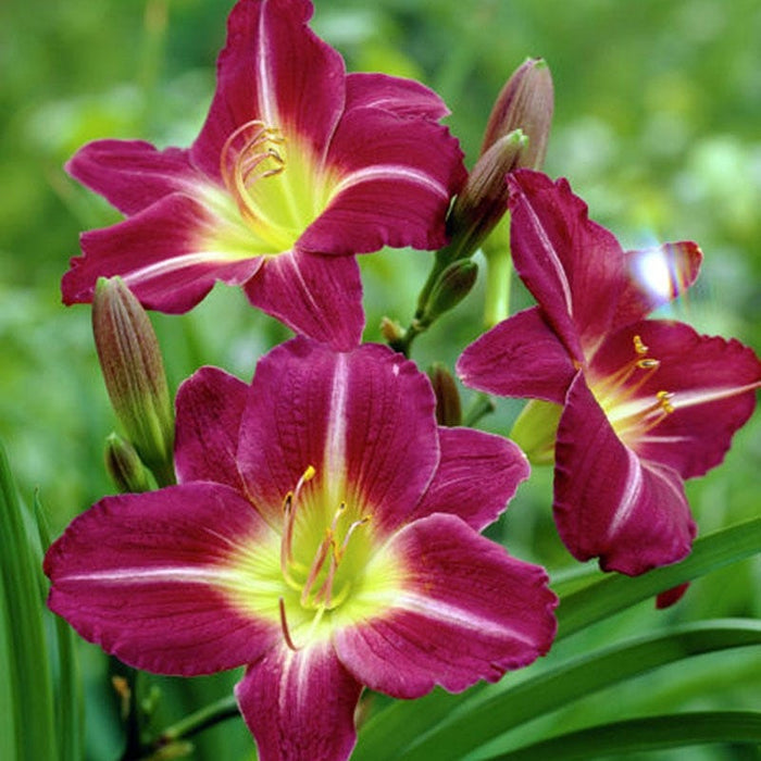 Mary Reed Daylily|Mary Reed Reblooming Daylilies in bloom