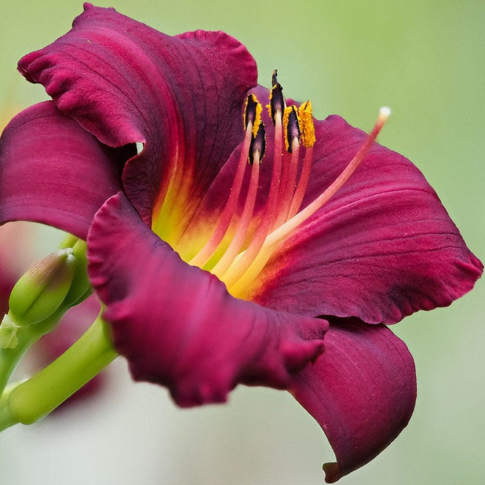 Mary Reed Daylily|Mary Reed Reblooming Daylily, close up