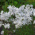 May Breeze Woodland Phlox|May Breeze Woodland Phlox, Phlox divaricata 'May Breeze'