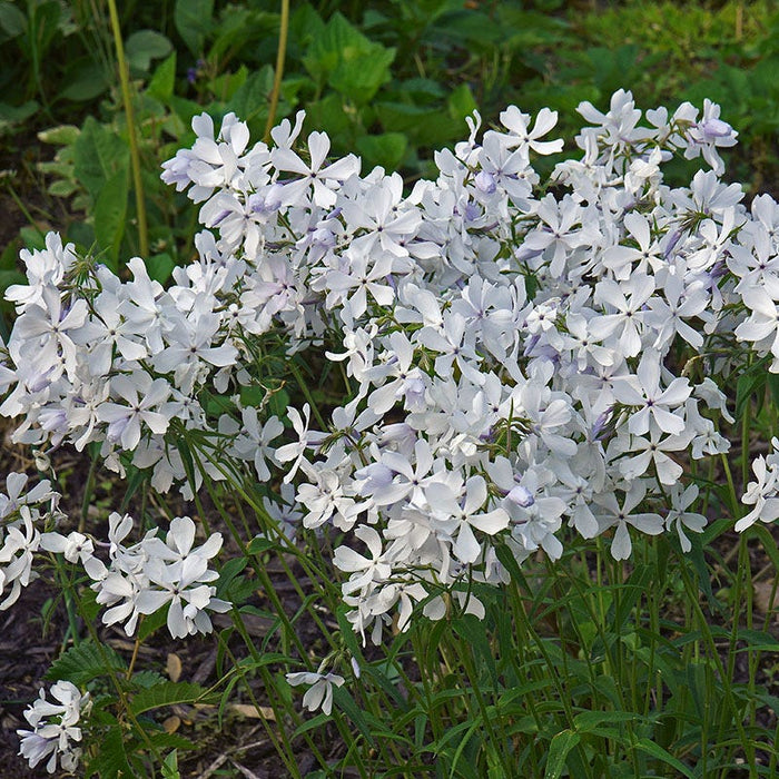 May Breeze Woodland Phlox|May Breeze Woodland Phlox, Phlox divaricata 'May Breeze'