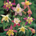McKana Giant Columbine Mix|Columbine McKana's Giant Mix, Aquilegia, Columbine