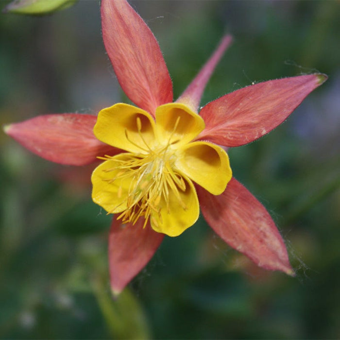 McKana Giant Columbine Mix|Columbine McKana's Giant Mix, Aquilegia, Columbine