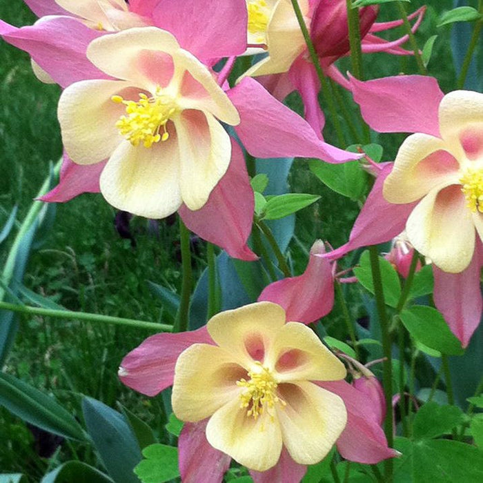McKana Giant Columbine Mix|Columbine McKana's Giant Mix, Aquilegia, Columbine, Customer Photo by Carrie S.