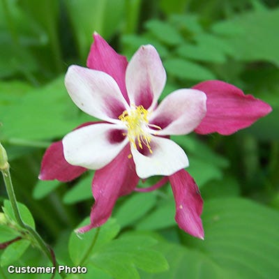 McKana Giant Columbine Mix|Columbine McKana's Giant Mix, Aquilegia, Columbine
