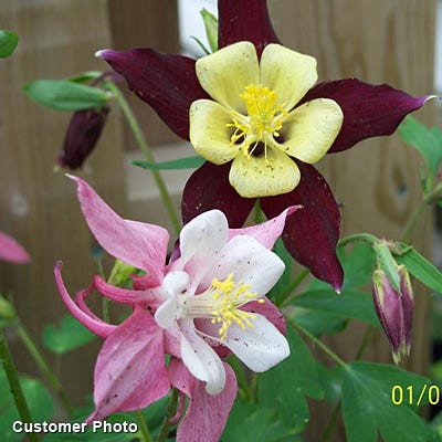McKana Giant Columbine Mix|Columbine McKana's Giant Mix, Aquilegia, Columbine