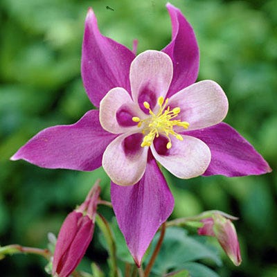 McKana Giant Columbine Mix|Columbine McKana's Giant Mix, Aquilegia, Columbine