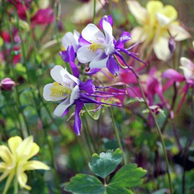 McKana Giant Columbine Mix|Columbine McKana's Giant Mix, Aquilegia, Columbine