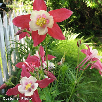 McKana Giant Columbine Mix|Columbine McKana's Giant Mix, Aquilegia, Columbine