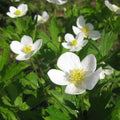 Meadow Anemone|Meadow Anemone