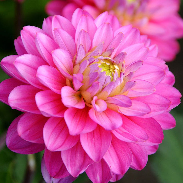 Melody Allegro Decorative Dahlia|Melody Allegro Decorative Dahlia flower close up