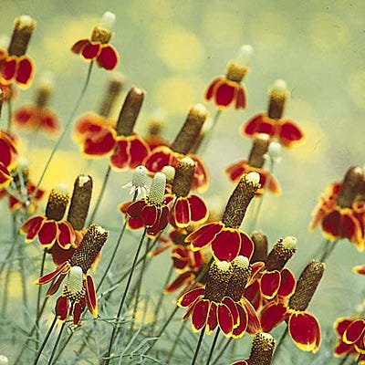Mexican Hat Seeds