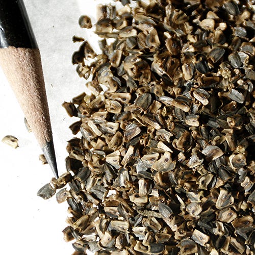 Mexican Hat Seeds