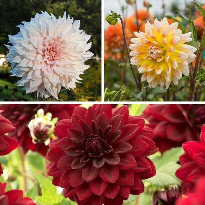 Midsummer's Eve Dinner Plate Dahlia Collection|Midsummer's Eve Dinner Plate Dahlia Collection