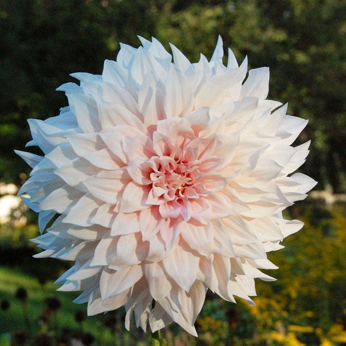 Midsummer's Eve Dinner Plate Dahlia Collection|Dinner Plate Dahlia Cafe Au Lait close up cream flower