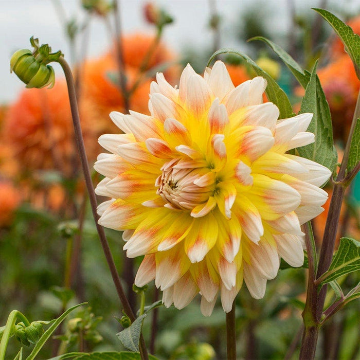 Midsummer's Eve Dinner Plate Dahlia Collection|Dahlia Peaches and Cream close up flower