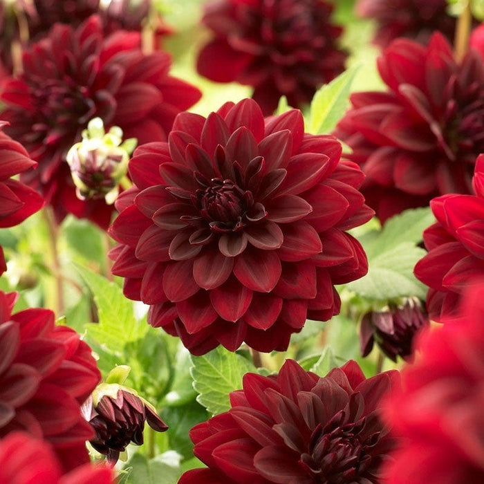 Midsummer's Eve Dinner Plate Dahlia Collection|Dahlia Arabian Night close up maroon flower
