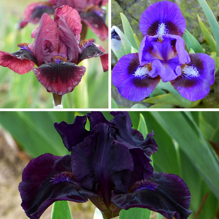 Mighty Mini Dwarf Bearded Iris Collection|Mighty Mini Dwarf Bearded Iris Collection