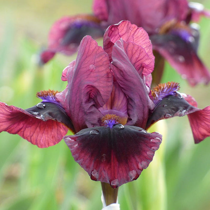 Mighty Mini Dwarf Bearded Iris Collection|Brooklyn Dwarf Bearded Iris