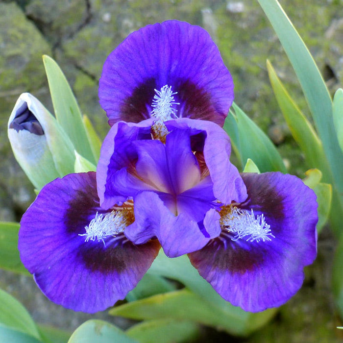 Mighty Mini Dwarf Bearded Iris Collection|Frodo Dwarf Bearded Iris